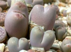 Lithops csteineckiana.